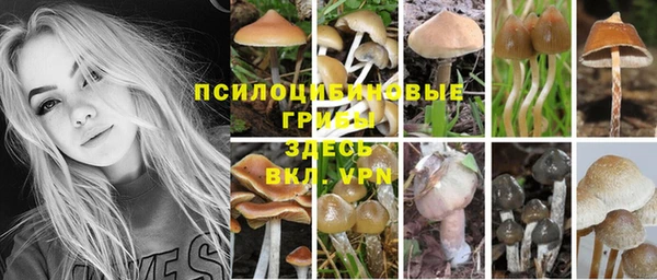 сатива Гусев